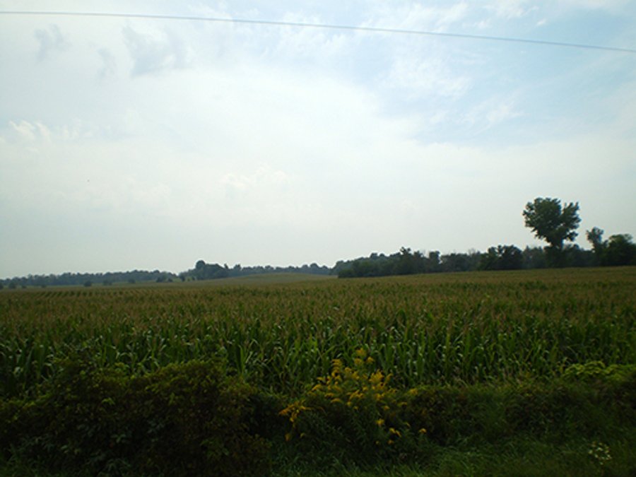 AUCTION, 206 Contiguous Acres offered in 5 Tracts